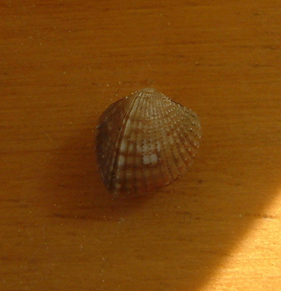 Due Bela ed un Palgiocardium in Astropecten